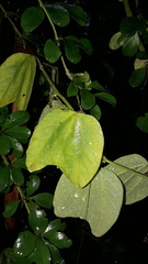 Passiflora alnifolia
