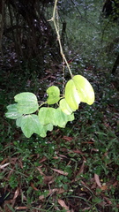 Passiflora alnifolia