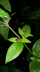Alternanthera porrigens