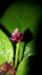 Alternanthera porrigens