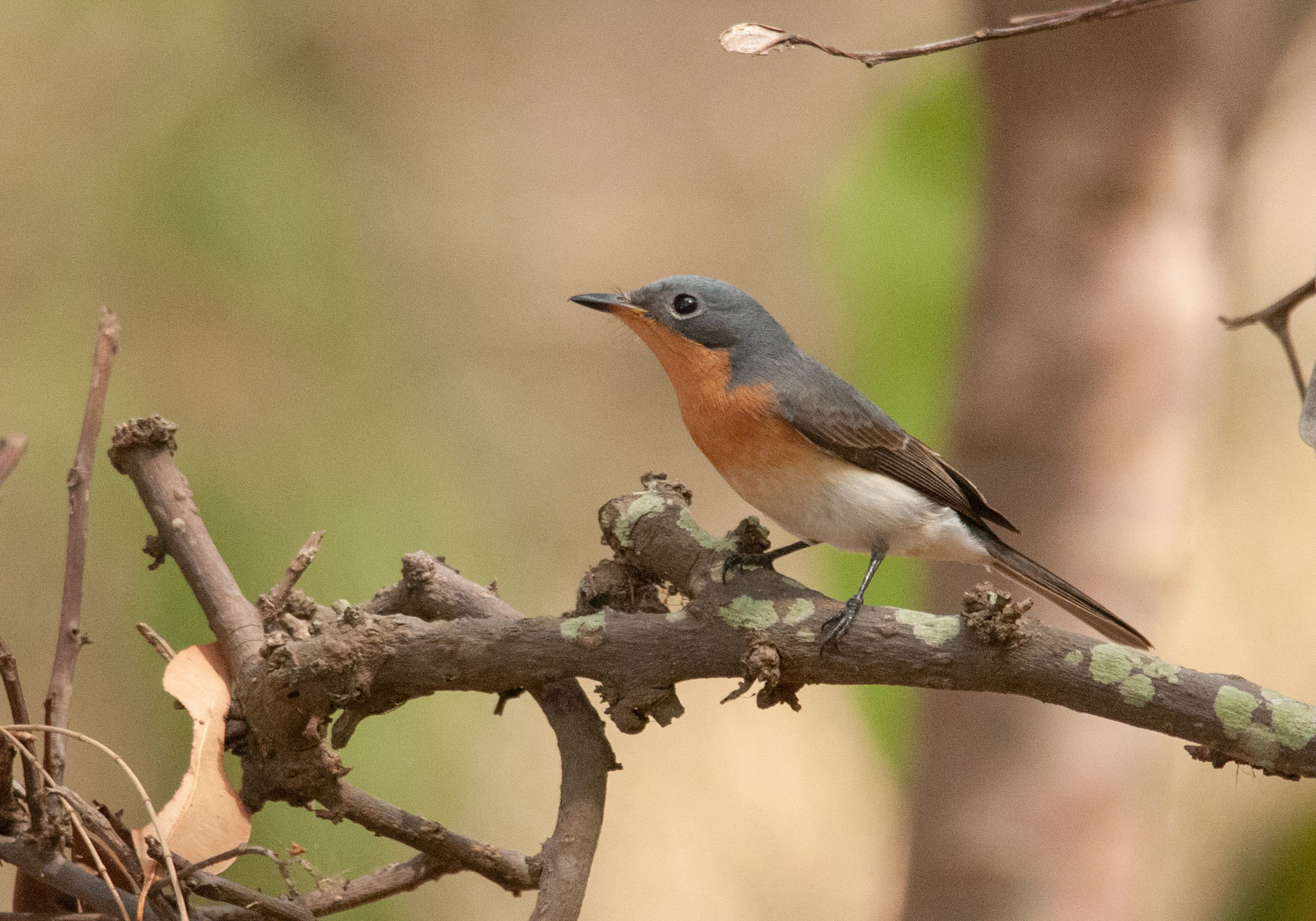 Leaden Flycatcher illustration