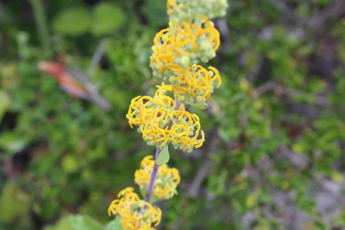 Dune Fingerflox (Manulea thyrsiflora)