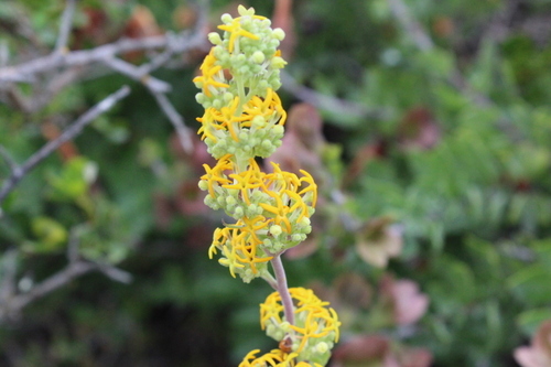 Image of Manulea thyrsiflora by no rights reserved