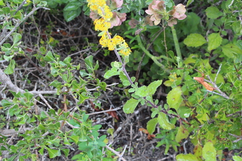 Image of Manulea thyrsiflora by no rights reserved