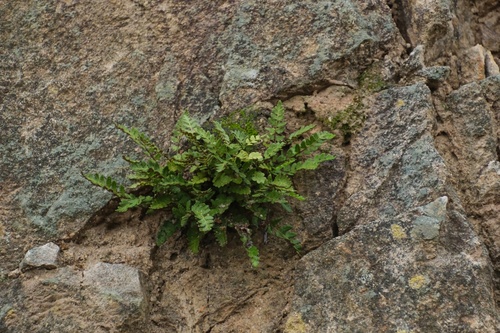 Woodsia subcordata iNat (3)
