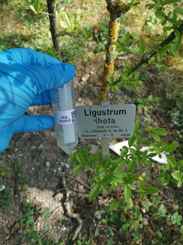 Ligustrum ibota iNat (1)