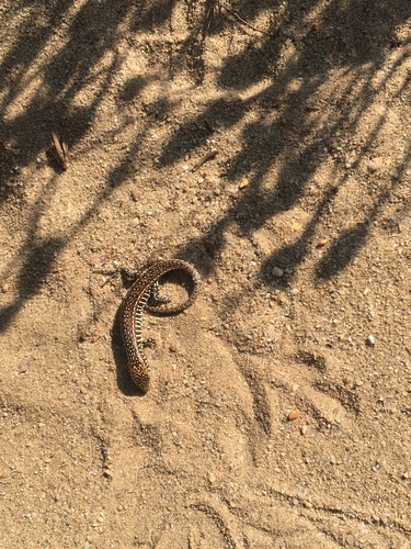 Yellow-throated Plated Lizard, Gerrhosaurus flavigularis