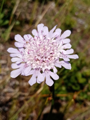 Small Scabious