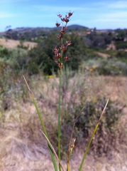 Juncus dubius