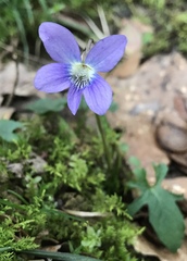 Viola edulis