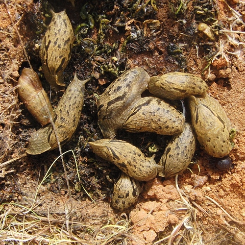 Drusia valenciennii