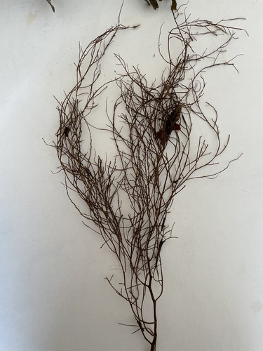 Ahnfeltia plicata observed 2023-09-13