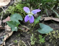 Viola edulis