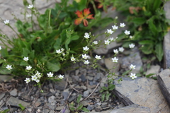 Minuartia recurva