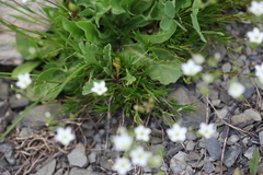 Minuartia recurva