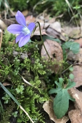 Viola edulis