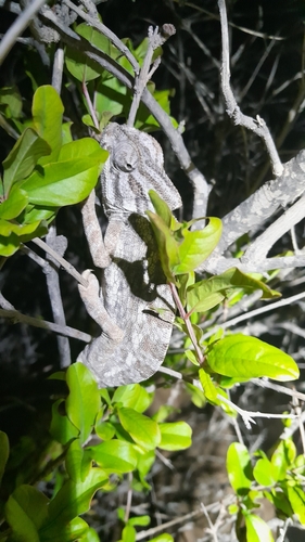 Common Chameleon
