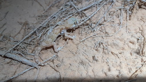 Northern Elegant Gecko