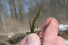 Fontinalis dalecarlica