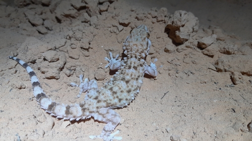 Desert Wall Gecko