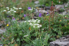 Heracleum freynianum