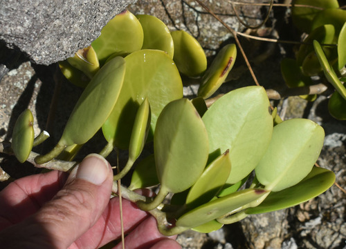 Hoya tsiangiana P.T.Li 4