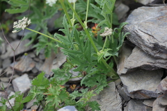 Heracleum freynianum