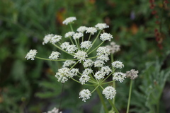 Heracleum freynianum