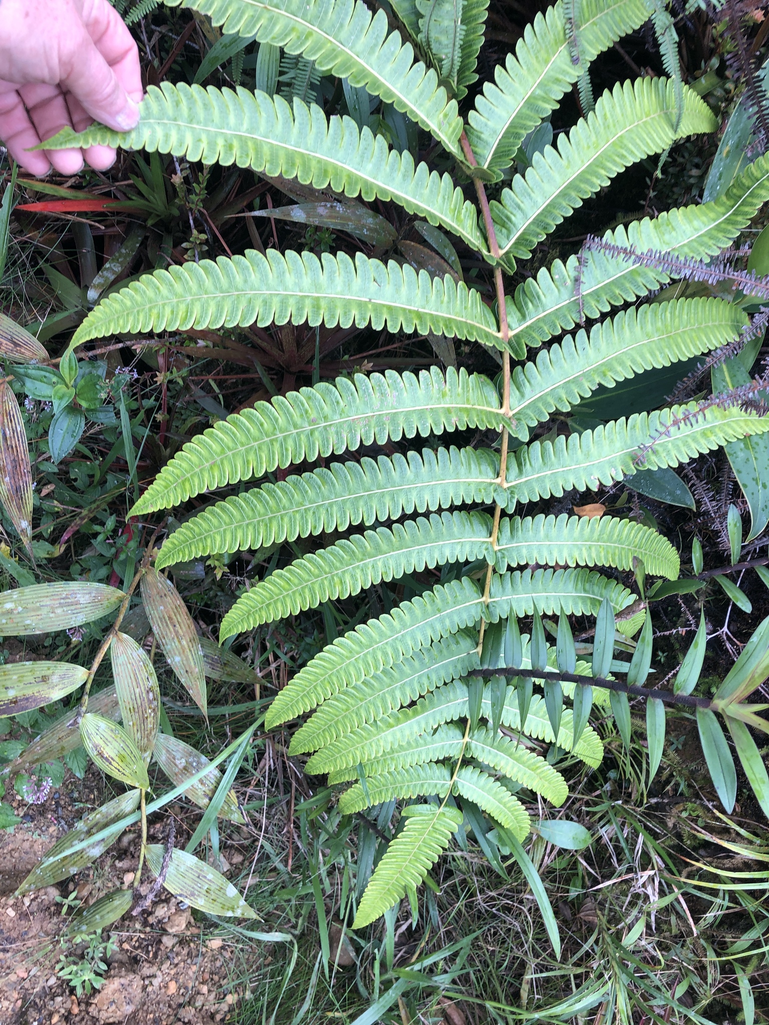 Cyathea cnemidaria