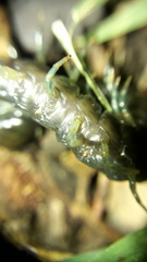 Otostigmus silvestrii