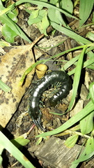 Otostigmus silvestrii