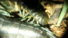 Otostigmus silvestrii