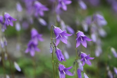 Campanula collina
