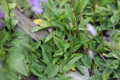 Campanula collina