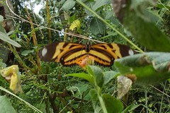 Heliconius ethilla narcaea