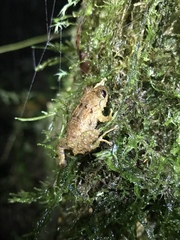 Pristimantis verecundus