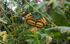 Heliconius ethilla narcaea