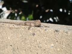 Sceloporus occidentalis