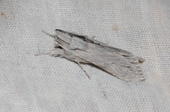 Cucullia astigma