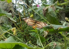 Heliconius ethilla narcaea