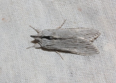 Cucullia astigma