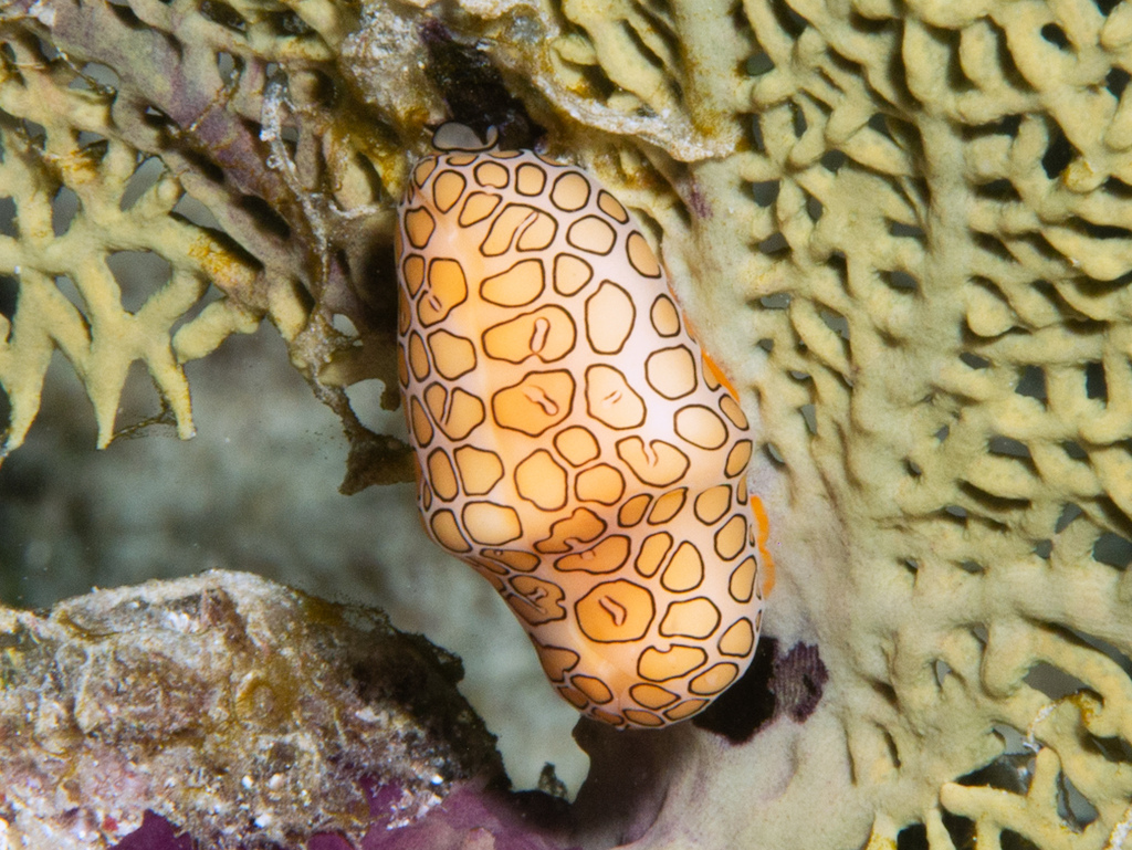 Flamingo Tongue