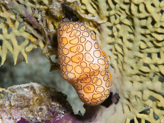 Caracol lengua de flamenco