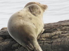 Pagophilus groenlandicus