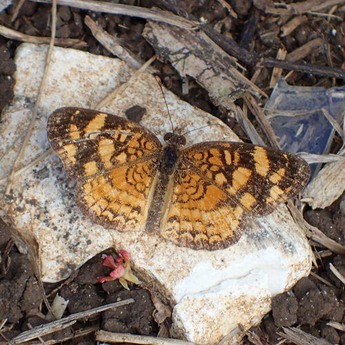 Cuban Crescent