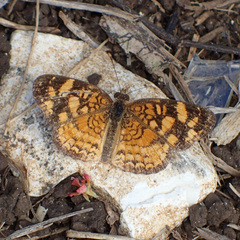 Anthanassa frisia