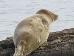 Pagophilus groenlandicus