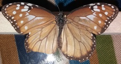 Danaus gilippus