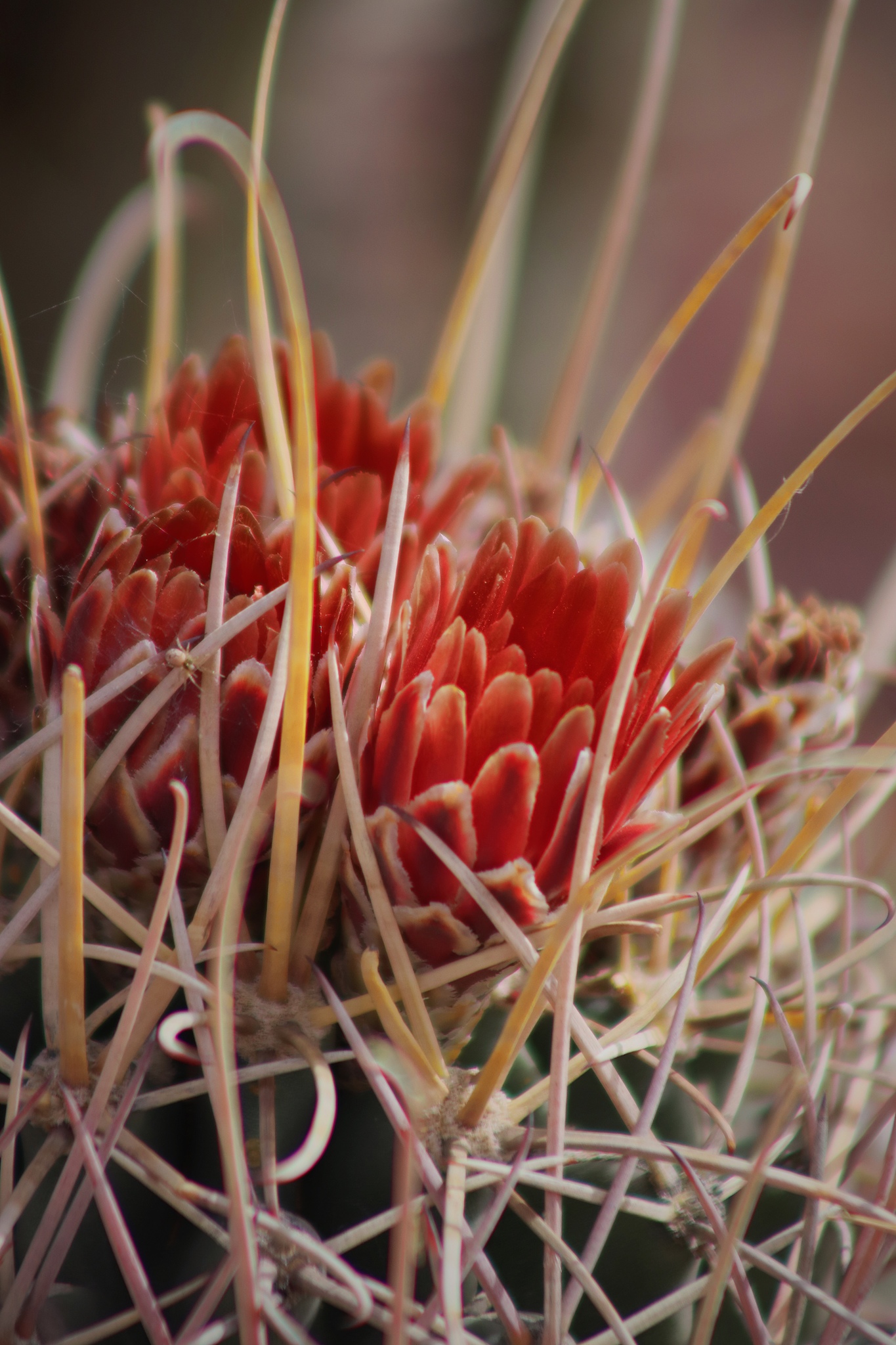 Ancistrocactus uncinatus