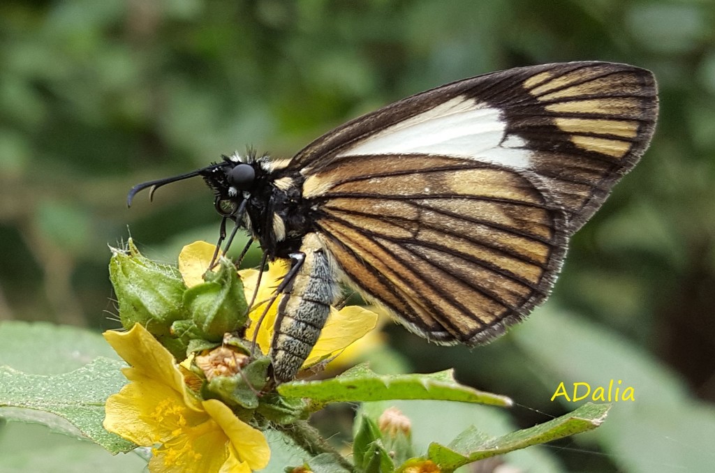 Heliopetes ochroleuca